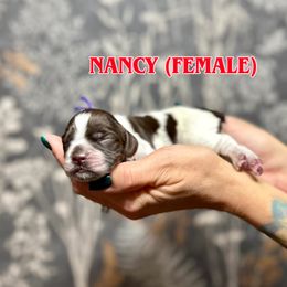 Girl 4 - Brown roan female Cocker Spaniel puppy in Salt Lake City, Utah from Sego Lily Cockers