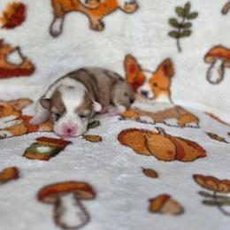 Mirabel - Sable merle and white female American Corgi puppy in Tallahassee, Florida from Koko's Korgis