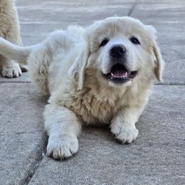Gray - White female Polish Tatra Sheepdog puppy in Lebanon, Oregon from Abbott Family Farm