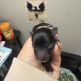 Mason - Black male Morkie puppy in Winston Salem, North Carolina from Patty’s Paws
