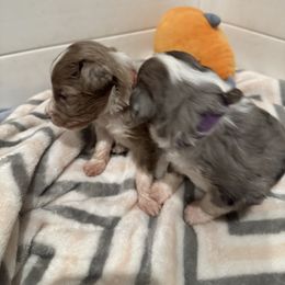 Aussiedoodle, Bordoodle, and Goldendoodle Puppies from Korbella Farm