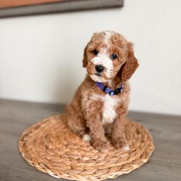 Opal - Apricot female Goldendoodle puppy in Billings, Montana from Montana Raised Doodles