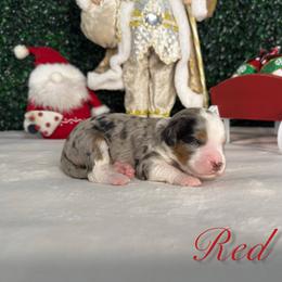 Boy 2 - Blue merle male Bernedoodle puppy in Modesto, California from Two Doods Doodles