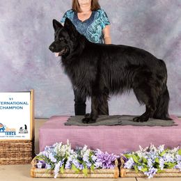 Demo - German Shepherd