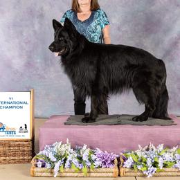 Demo - German Shepherd
