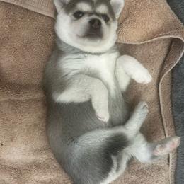 Luna - Gray and white female Alaskan Klee Kai puppy in North Las Vegas, Nevada from Kyrie's Alaskan Klee Kai