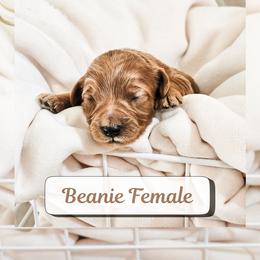 Goldendoodle puppies from Transformation Acres Goldendoodle