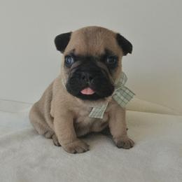 Oliver - Fawn male French Bulldog puppy in Utah from Perfect Fit Frenchies