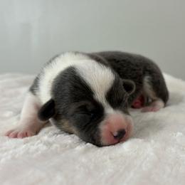 Shelly - Gray and white female American Corgi puppy in White Hall, Maryland from Folly Acres Corgis