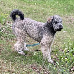 Ridley - Poodle