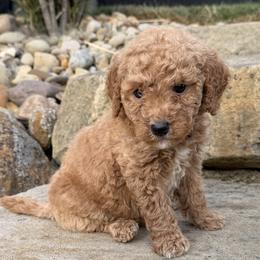 Archie - Cream male Goldendoodle puppy in Massillon, Ohio from KandE Doodles