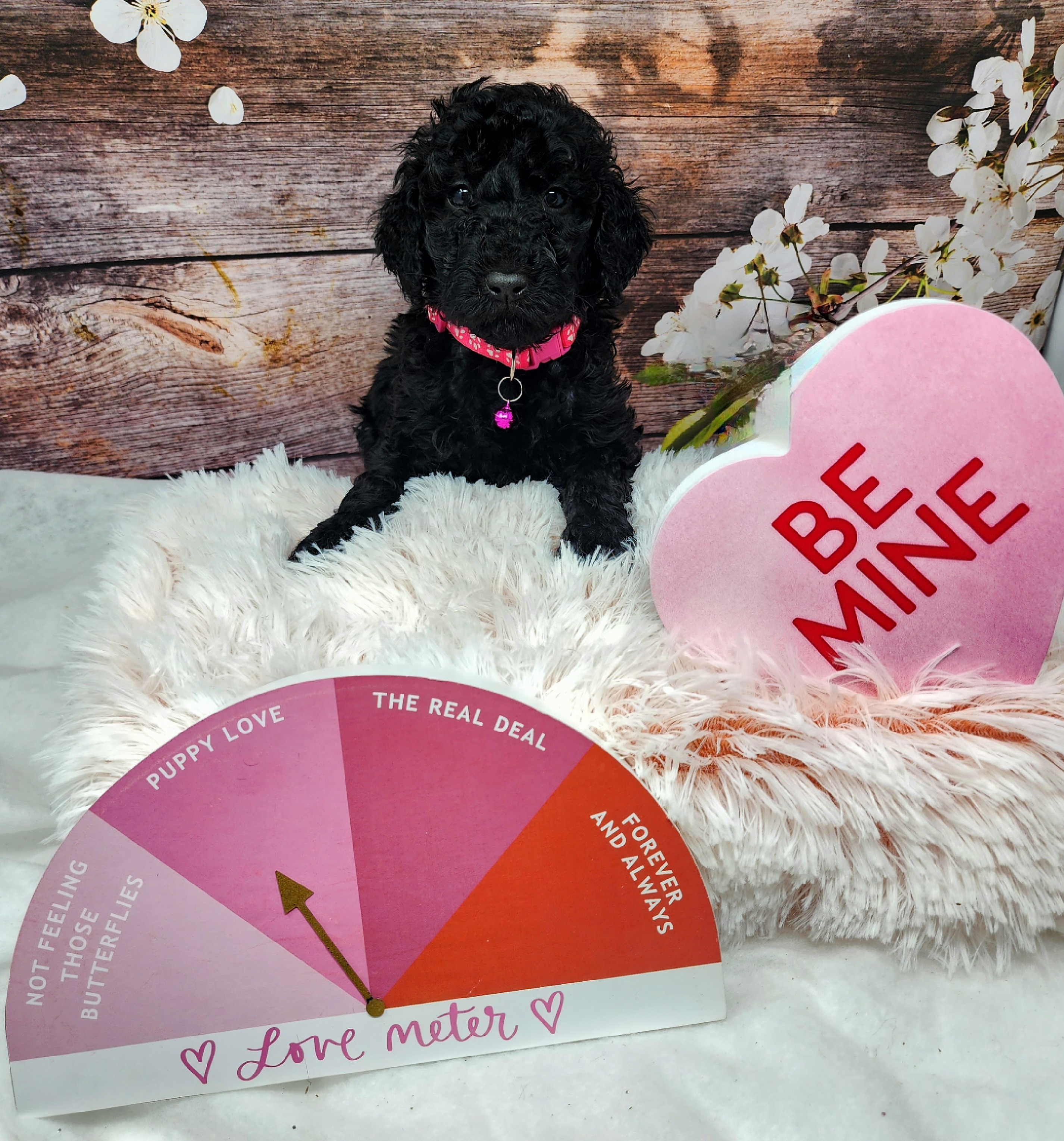 Pink Collar Girl - Black Poodle puppy in Selinsgrove, Pennsylvania from Poodle Paws and Puppies
