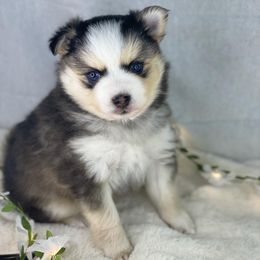 Pomsky Puppies from Midnight Sun Pomskies