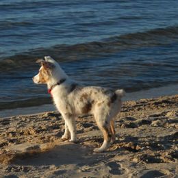 Australian Shepherds from North of Center’s Australian Shepherds