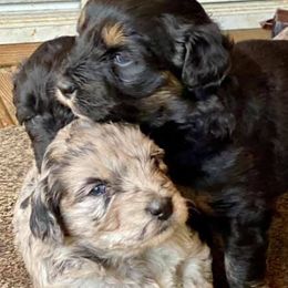 Aussiedoodles from M&M Aussiedoodles