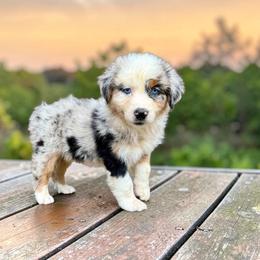 Zephyr - Blue merle male Australian Shepherd puppy in Statesville, North Carolina from Charming Australian Shepherds