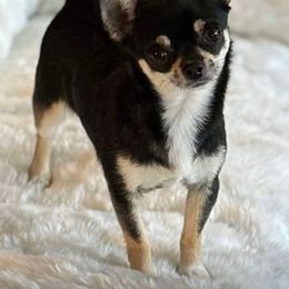 Bikini - Chihuahua