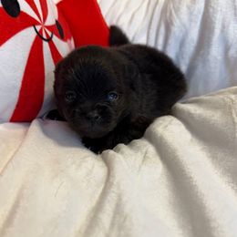 Frankie - Black female Pomeranian puppy in Tucson, Arizona from Pomutopia