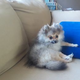 Pomeranian All Grown Up from Kay's Pomeranians