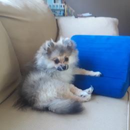 Pomeranian All Grown Up from Kay's Pomeranians