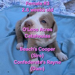 FEMALE  - 3 - Yellow merle female Catahoula Leopard Dog puppy in Perry, Florida from O'Leos' Acres Catahoulas