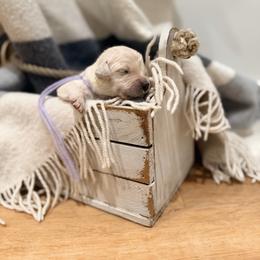 Lavender - Light golden female Golden Retriever puppy in Brewster, Washington from AB & Co. Goldens