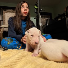 Dogo Argentino Puppies from De la Fuerza de Dios