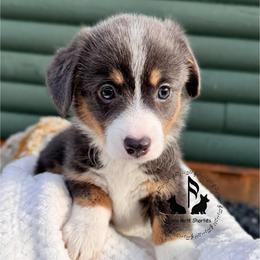 Greta fluffy pending with tail - Blue female Pembroke Welsh Corgi puppy in Casper, Wyoming from Flying Note Shorties
