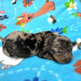 Baby Oreo - Dapple male Dachshund puppy in Laveen, Arizona from Acosta Kennels