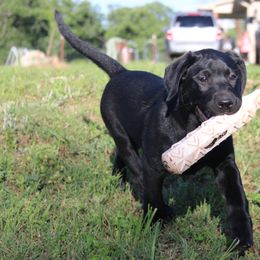 CHAMPION parents Green - Black Labrador Retriever puppy in Meeker, Oklahoma from APEX Sport Dogs