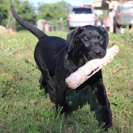 CHAMPION parents Green - Black Labrador Retriever puppy in Meeker, Oklahoma from APEX Sport Dogs