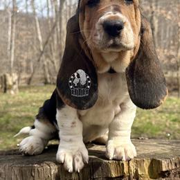 Miss you - Black white and brown female Basset Hound puppy in Dingess, West Virginia from Tuckers' Howling Hounds