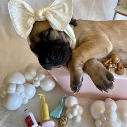 Great Dane Puppies from Lazuli Great Danes