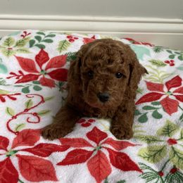 Poodle Puppies from Curly Top Poodles