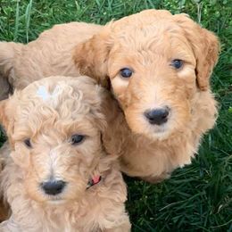 Labradoodles from Brock Farm Doodles, LLC