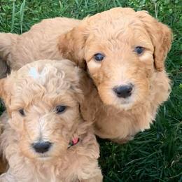 Labradoodles from Brock Farm Doodles, LLC