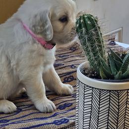 PINK COLLAR GIRL - Light golden female Golden Retriever puppy in Terre Haute, Indiana from Fiddle In Gold Retrievers