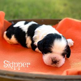 Skipper - Black and white male Cocker Spaniel puppy in Clinton, Oklahoma from Enchanted Spaniels