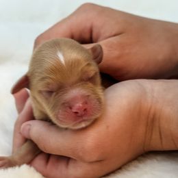 Chandler - Red  male Goldendoodle puppy in Twin Falls, Idaho from Magic Valley Family Doodles