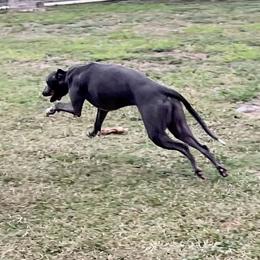 Hammer - Whippet