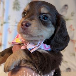 Ella Pet Only - Chocolate and cream female Dachshund puppy in Livingston Parish, Louisiana from Haloheart Dachshunds