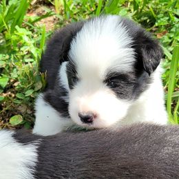 Girl 1 - female Border Collie puppy in Wildwood, Florida from Isle Breez Border Collies