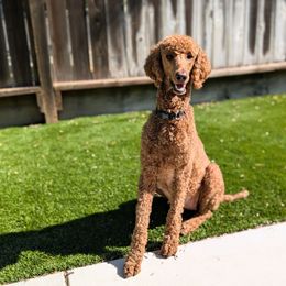 Willow - Poodle