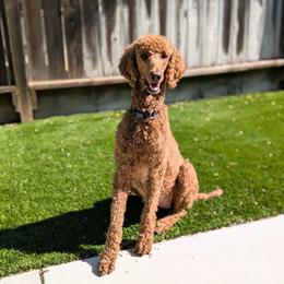 Willow - Poodle