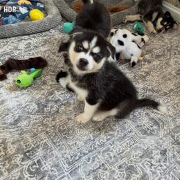 Lilly - Black and white female Pomsky puppy in Mannington Township, New Jersey from Little Husky Hutt