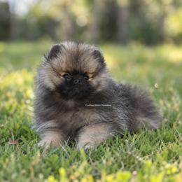 Bubba - Wolf sable male Pomeranian puppy in Loxahatchee, Florida from Cardinal Point Pomskies