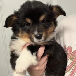 Frosty - Black and tan male Pembroke Welsh Corgi puppy in Bloomfield, Iowa from Beebe’s Corgis