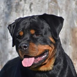 Korbyn - Rottweiler