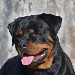 Korbyn - Rottweiler