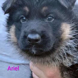Ariel - Black and red female German Shepherd puppy in Noel, Missouri from Wondar Shepherds